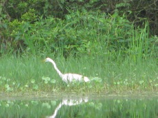 Egret on the Prowl