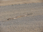 Great Plains Rat Snake Hitting the Road!