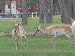 Yes, Antelope do Play