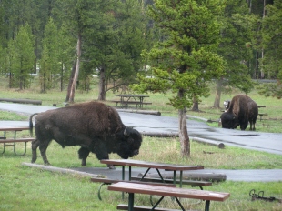 Bison at our Camp Site!